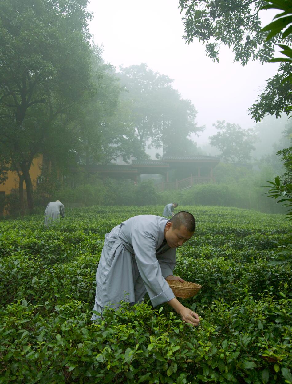 Amanfayun, China - Temple Tea Picking